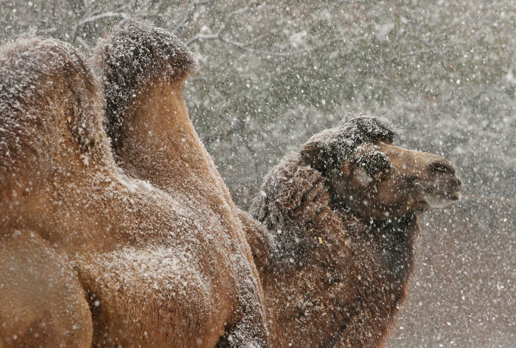 First snow covers the Zoo